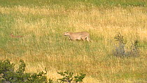 Female Patagonian puma (Puma concolor patagonica) walking through tall grass with two cubs, Torres del Paine National Park, Chile, June.