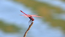 Violet dropwing dragonfly (Trithemis annulata) taking off and landing on a stick, Sierra de Andujar Natural Park, Andalusia, Spain, August.