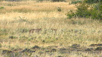 Female Patagonian puma (Puma concolor patagonica) walking through tall grass, with cub running in front of her, Torres del Paine National Park, Chile, June.