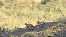 Two Patagonian puma cubs (Puma concolor patagonica) playing, Torres del Paine National Park, Chile, April.
