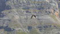 Lammergeier vulture (Gypaetus barbatus) soaring, Monte Perdido y Ordesa National Park, Aragon, Spain, September.