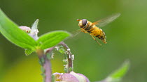 Hoverfly (Epistrophe grossulariae) taking off from flower and landing again, April, UK