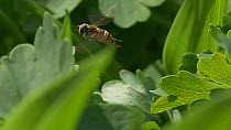 Slow motion clip of a Hoverfly (Episyrphus balteatus) in flight, April, UK
