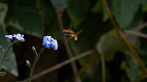 Beefly (Bombyliidae sp.) feeding at flower, April, UK