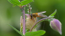 Hoverfly (Epistrophe grossulariae) feeding and grooming, UK, April.