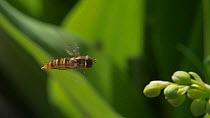 Slow motion clip of a Marmalade hoverfly (Episyrphus balteatus) hovering in flight, UK, April.