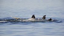 Group of Narwhal (Monodon monoceros) interacting at surface of the water, horn visible, Baffin Island, Nunavut, Canada, June.