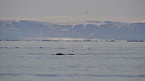 Group of Narwhal (Monodon monoceros) interacting at surface of the water, Baffin Island, Nunavut, Canada, June.