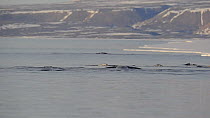 Group of Narwhal (Monodon monoceros) interacting at surface of the water, one horn visible, Baffin Island, Nunavut, Canada, June.
