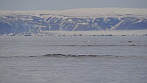 Group of Narwhal (Monodon monoceros) interacting at surface of the water, Baffin Island, Nunavut, Canada, June.
