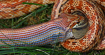 Captive corn snake (Pantherophis guttatus) eating an Eastern chipmunk (Eutamias sp.). The chipmunk was found dead and fed to the captive snake. North America.