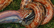 Captive corn snake (Pantherophis guttatus) eating an Eastern chipmunk (Eutamias sp.). The chipmunk was found dead and fed to the captive snake. North America.