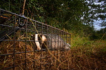 A European badger (Meles meles) in a cage trap before being vaccinated against TB. North Somerset, UK. Badger vaccination programmes are being carried out in England as a means of controlling the spre...