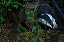 A European badger (Meles meles) in a cage trap before being vaccinated against TB. Gloucestershire, UK. Badger vaccination programmes are being carried out in England as a means of controlling the spr...