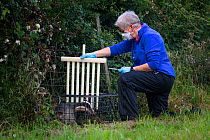 A vaccinator preparing to inoculate a European badger (Meles meles) against TB uses plastic wickets to restrict the animal&#39;s movement in a cage trap. North Somerset, UK. Badger vaccination program...