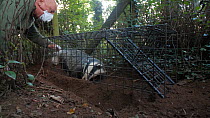 Man clipping the fur of a Badger (Meles meles) in a cage trap after vaccination against Bovine TB, part of a vaccination programme,  the clipped patch of fur helps to indicate that the badger has alr...