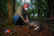 A vaccinator inoculates a sleeping European badger (Meles meles) against TB. North Somerset, UK. Badger vaccination programmes are being carried out in England as a means of controlling the spread of...