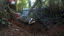 Man marking a Badger (Meles meles) in a cage trap after vaccination against Bovine TB, part of a vaccination programme, North Somerset, England, UK, August 2020.