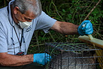 A vaccinator inoculates a European badger (Meles meles) against TB. North Somerset, UK. Badger vaccination programmes are being carried out in England as a means of controlling the spread of TB betwee...