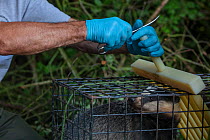A vaccinator prepares to clip the fur of a European badger (Meles meles) in a cage trap after vaccinating it against TB. North Somerset, UK. The clipped area will be sprayed with a dye to indicate tha...