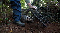Man releasing a Badger (Meles meles) from a cage trap, after vaccination against Bovine TB, part of a vaccination programme, North Somerset, England, UK, August 2020.