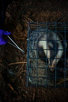 A European badger (Meles meles) in a cage trap has its fur cut by scissors after being vaccinated against TB. North Somerset, UK. The clipped area will be sprayed with a dye to indicate that the badge...