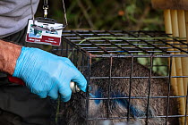 A European badger (Meles meles) is sprayed with blue dye in a cage trap after being vaccinated against TB. North Somerset, UK. The mark indicates that the badger has already been vaccinated in case it...