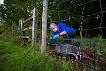 A European badger (Meles meles) being released from a cage trap after vaccination against TB. North Somerset, UK. The blue spray on its side indicates the badger has been vaccinated in case it is trap...
