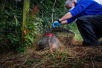 A European badger (Meles meles) is released from a cage trap after being vaccinated against TB. North Somerset, UK. The red spray on its side indicates the badger has been vaccinated in case it is tra...
