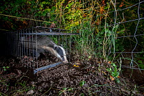 A European badger (Meles meles) leaves a cage trap after being vaccinated against TB. North Somerset, UK. The red spray on its side indicates the badger has been vaccinated in case it is trapped again...