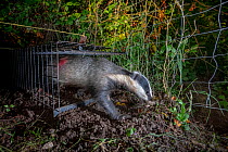 A European badger (Meles meles) leaves a cage trap after being vaccinated against TB. North Somerset, UK. The red spray on its side indicates the badger has been vaccinated in case it is trapped again...