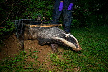 A European badger (Meles meles) leaves a cage trap after being vaccinated against TB. North Somerset, UK. Badger vaccination programmes are being carried out in England as a means of controlling the s...