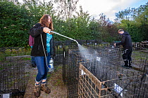 Cages used for trapping European badgers (Meles meles) for vaccination against TB are sprayed with disinfectant. North Somerset, UK. Badger vaccination programmes are being carried out in England as a...