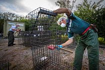 Cages used for trapping European badgers (Meles meles) for vaccination against TB are scrubbed. North Somerset, UK. Badger vaccination programmes are being carried out in England as a means of control...