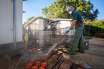 Cages used for trapping European badgers (Meles meles) for vaccination against TB are cleaned. North Somerset, UK. Badger vaccination programmes are being carried out in England as a means of controll...