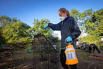 Cages used for trapping European badgers (Meles meles) for vaccination against TB are sprayed with disinfectant. North Somerset, UK. Badger vaccination programmes are being carried out in England as a...