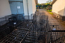 Cages used for trapping European badgers (Meles meles) for vaccination against TB are stacked up to be cleaned. North Somerset, UK. Badger vaccination programmes are being carried out in England as a...