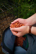 A field worker baits a cage trap with peanuts in preparation for carrying out the vaccination of European Badgers (Meles meles) in Gloucestershire, United Kingdom. Badger vaccination programmes are be...