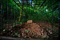 A cage trap set to catch a European badger (Meles meles) as part of a programme to vaccinate badgers against TB in North Somerset, UK. The trap is baited with peanuts. Badger vaccination programmes ar...