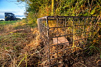 A cage trap is set to catch a European badger (Meles meles) as part of a programme to vaccinate badgers against TB in North Somerset, UK. Badger vaccination programmes are being carried out in England...