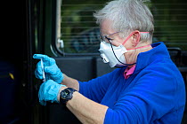 A vaccinator prepares a syringe before vaccinating a European badger (Meles meles) against TB. North Somerset, UK. . Badger vaccination programmes are being carried out in England as a means of contro...