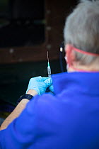 A vaccinator prepares a syringe before vaccinating a European badger (Meles meles) against TB. North Somerset, UK. Badger vaccination programmes are being carried out in England as a means of controll...