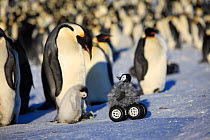 Remote controlled camera disguised as penguin chick investigating Emperor penguin colony, Dumont d'Urville Station, Antarctica.
