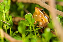 Slender tree frog (Litoria adelaidensis) male vocalising amongst vegetation, throat pouch extended. Herdsman Lake, Perth, Western Australia. November.