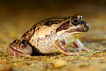 Western banjo frog (Limnodynastes dorsalis) portrait. Herdsman Lake, Perth, Western Australia. October.