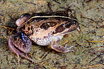 Western banjo frog (Limnodynastes dorsalis). Herdsman Lake, Perth, Western Australia. October.
