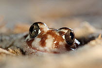Sand frog (Heleioporus psammophilus) digging itself into sandy soil, eyes and top of head visible. Wanagarren Nature Reserve, Western Australia. October.