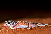Smooth knob-tailed gecko (Nephrurus levis occidentalis). Kalbarri, Kalbarri National Park, Western Australia. October.