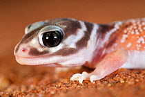 Smooth knob-tailed gecko (Nephrurus levis occidentalis) portrait. Kalbarri, Kalbarri National Park, Western Australia. October.