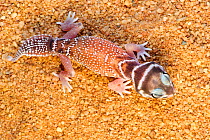 Smooth knob-tailed gecko (Nephrurus levis occidentalis), dorsal view. Kalbarri, Kalbarri National Park, Western Australia. October.